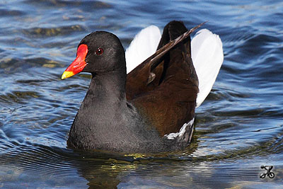 Teichhuhn, Bodensee