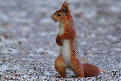 Eichhörnchen, Bodensee