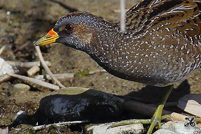 Tüpfelsumpfhuhn, Bodensee