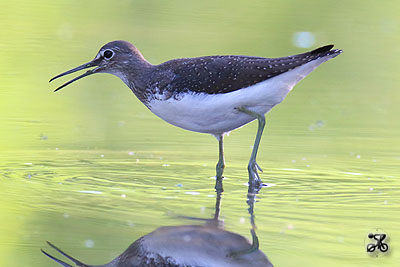 Waldwasserläufer, Bodensee