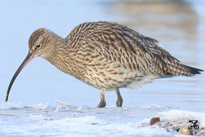 Brachvogel, Bodensee