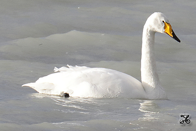 Singschwan, Bodensee