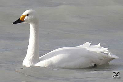 Zwergschwan, Bodensee