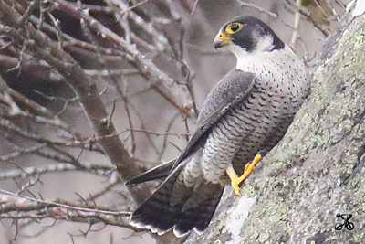 Wanderfalke, Bodensee