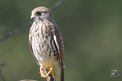 Turmfalke, Bodensee