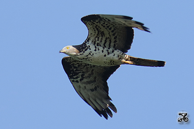 Wespenbussard, Bodensee