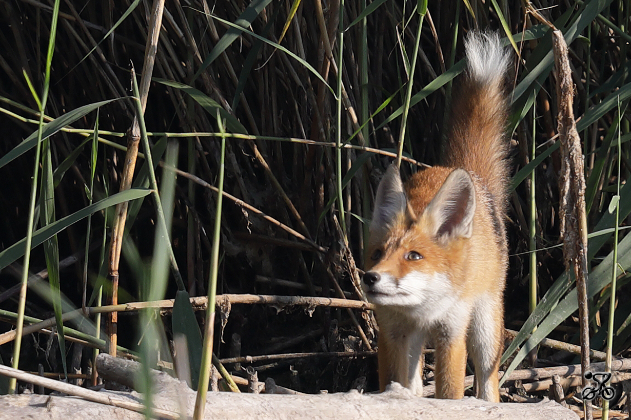 Rotfuchs, Bodensee