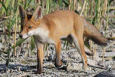 Rotfuchs, Bodensee