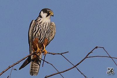 Baumfalke, Bodensee