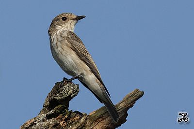 Grauschnäpper, Bodensee