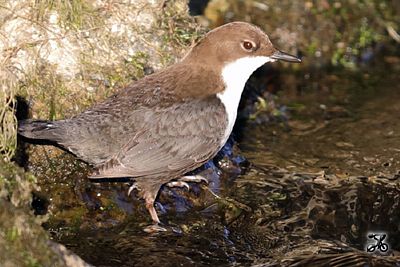 Wasseramsel, Bodensee