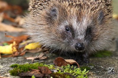 Igel, Bodensee