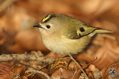 Wintergoldhähnchen, Bodensee