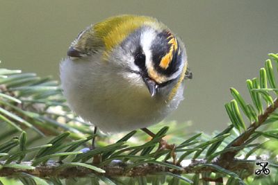 Sommergoldhähnchen, Bodensee