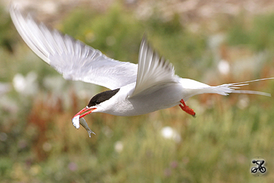 Küstenseeschwalbe, Eider (Schleswig-Holstein)