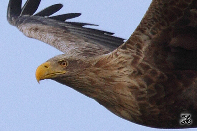 Seeadler, Oste (Niedersachsen)