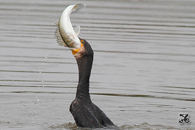 Kormoran mit Zander, Oste (Niedersachsen)