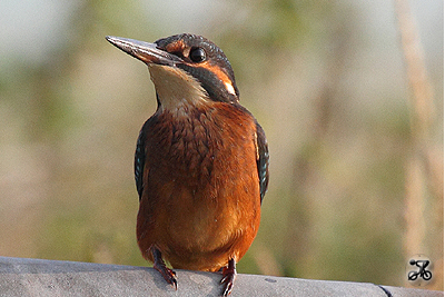 Eisvogel, Oste (Niedersachsen)