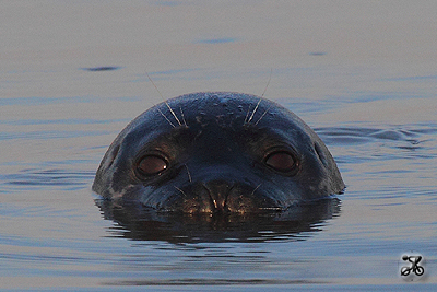 Seehund, Oste (Niedersachsen)