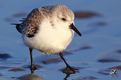 Sanderling, Cuxhaven