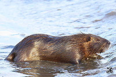 Nutria