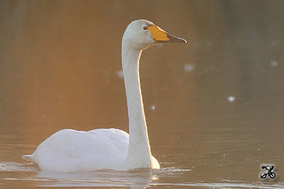 Singschwan, Elbe (Niedersachsen)