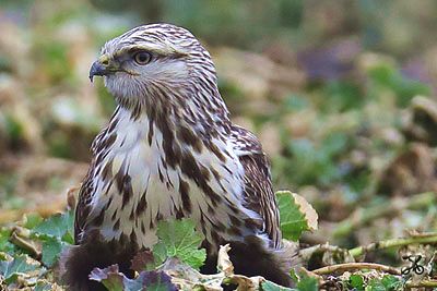 Rauhfußbussard, Elbe (Niedersachsen)