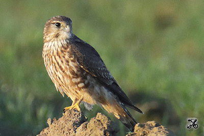 Merlin, Elbe (Niedersachsen)