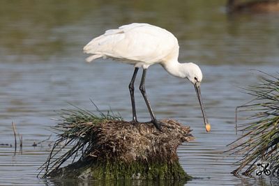 Löffler, Weser (Niedersachsen)