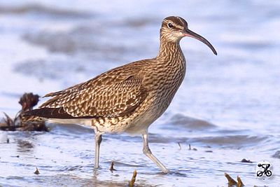 Regenbrachvogel