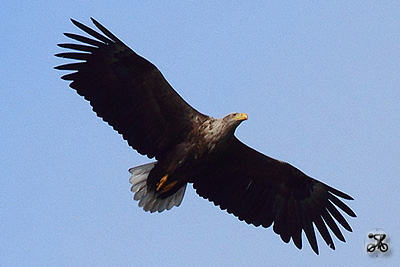 Seeadler, Fünen